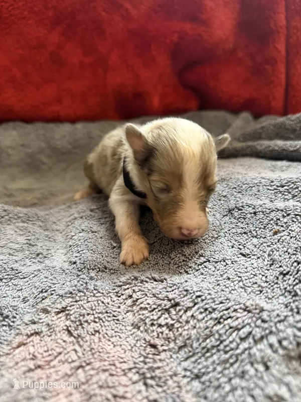 Tino – Shetland Sheepdog puppy for sale in Lexington, NC