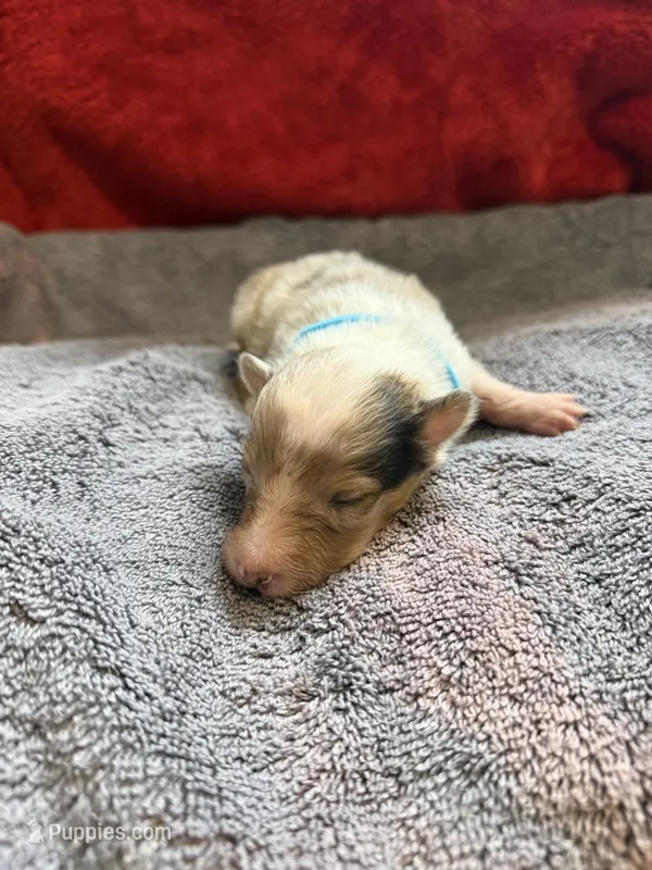 Karen – Shetland Sheepdog puppy for sale in Lexington, NC