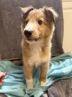 Chad, a male Shetland Sheepdog for sale in Lexington, NC – 1 of 2
