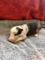 Debbie, a female Shetland Sheepdog for sale in Lexington, NC – 1 of 3