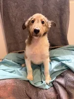 Meatball, a male Shetland Sheepdog for sale in Lexington, NC – 2 of 3