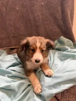 Brody, a male Shetland Sheepdog for sale in Lexington, NC – 2 of 2