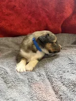 Phoebe, a female Shetland Sheepdog for sale in Lexington, NC – 2 of 2