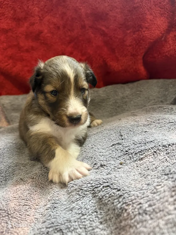 Phoebe – Shetland Sheepdog puppy for sale in Lexington, NC