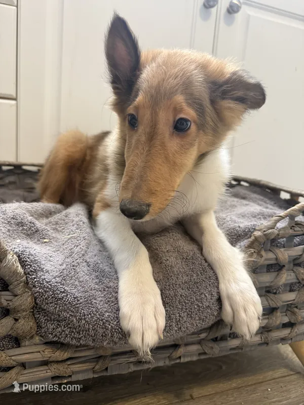 Meatball – Shetland Sheepdog puppy for sale in Lexington, NC