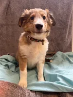 Phoebe, a female Shetland Sheepdog for sale in Lexington, NC – 1 of 3
