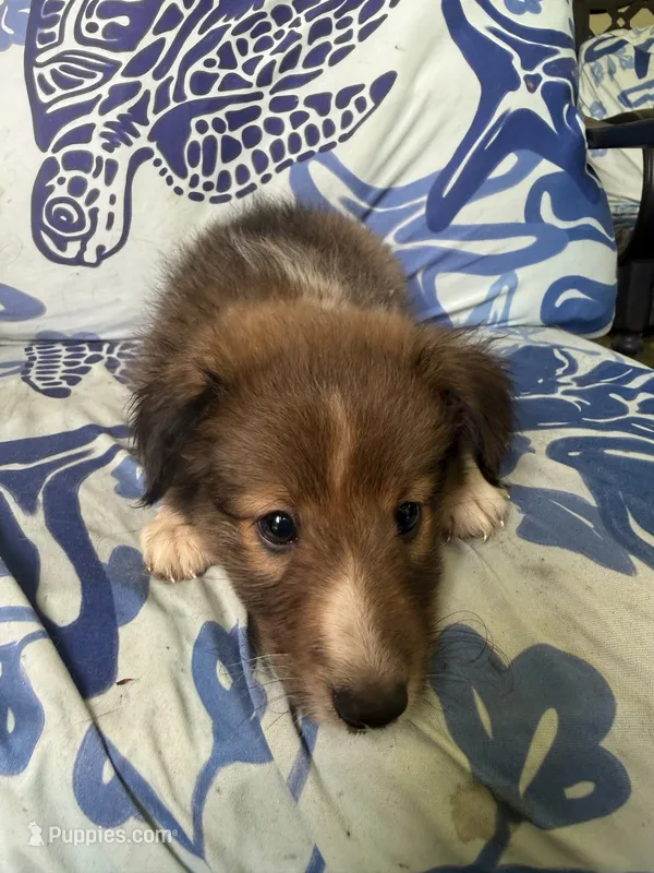 Lily – Shetland Sheepdog puppy for sale in Lexington, NC