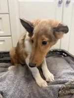 Meatball, a male Shetland Sheepdog for sale in Lexington, NC – 4 of 6