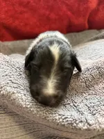 Moose , a male Shetland Sheepdog for sale in Lexington, NC – 1 of 2