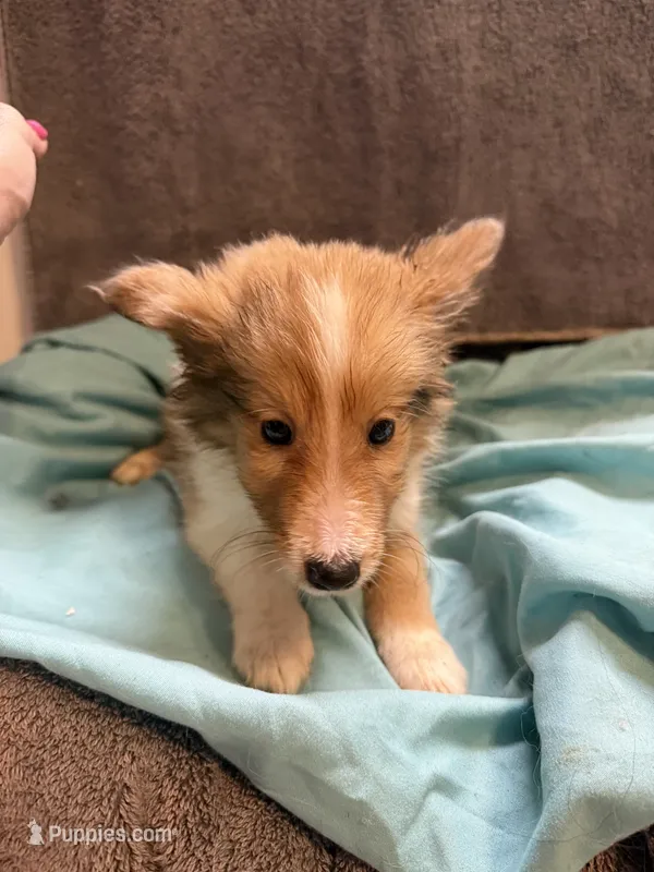 Todd – Shetland Sheepdog puppy for sale in Lexington, NC