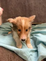 Todd, a male Shetland Sheepdog for sale in Lexington, NC – 1 of 3