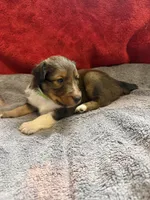 Peaches, a female Shetland Sheepdog for sale in Lexington, NC – 1 of 3