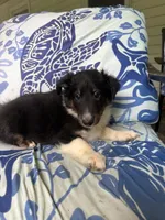 Tucker, a male Shetland Sheepdog for sale in Lexington, NC – 2 of 2