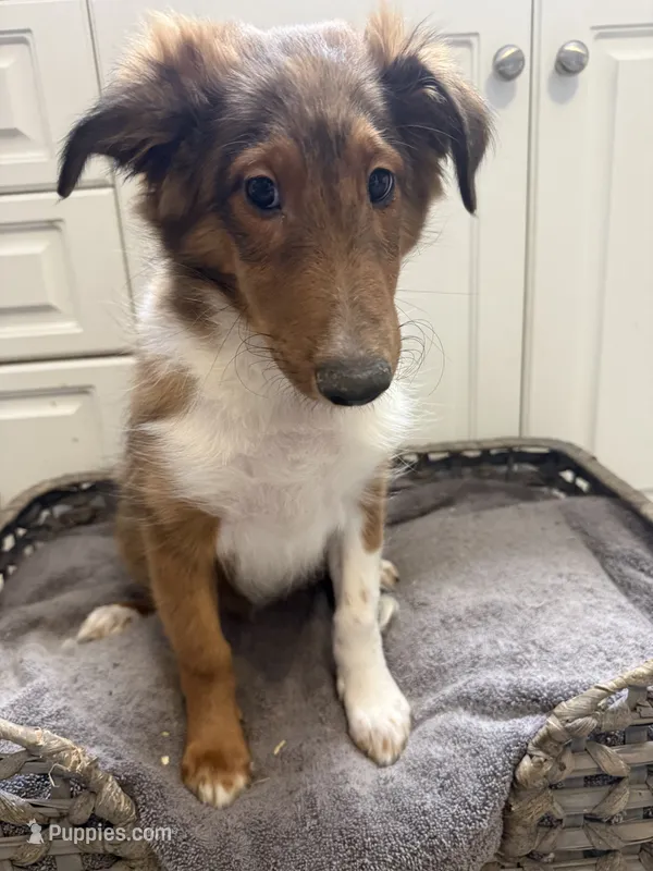 Phoebe – Shetland Sheepdog puppy for sale in Lexington, NC