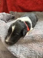 Moose , a male Shetland Sheepdog for sale in Lexington, NC – 2 of 2