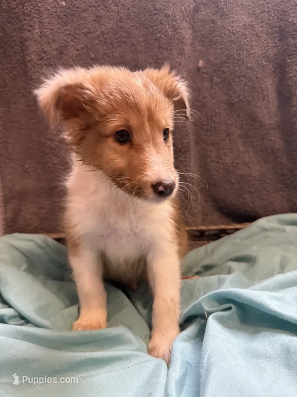 Stanley – Shetland Sheepdog puppy for sale in Lexington, NC