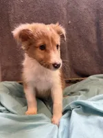 Stanley, a male Shetland Sheepdog for sale in Lexington, NC – 1 of 3