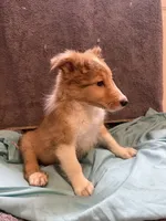 Tino, a male Shetland Sheepdog for sale in Lexington, NC – 4 of 4