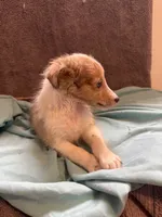 Jerry, a male Shetland Sheepdog for sale in Lexington, NC – 2 of 2