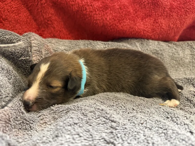 Bailey – Shetland Sheepdog puppy for sale in Lexington, NC