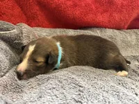 Bailey, a female Shetland Sheepdog for sale in Lexington, NC – 1 of 2