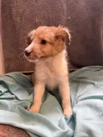 Stanley, a male Shetland Sheepdog for sale in Lexington, NC – 3 of 3