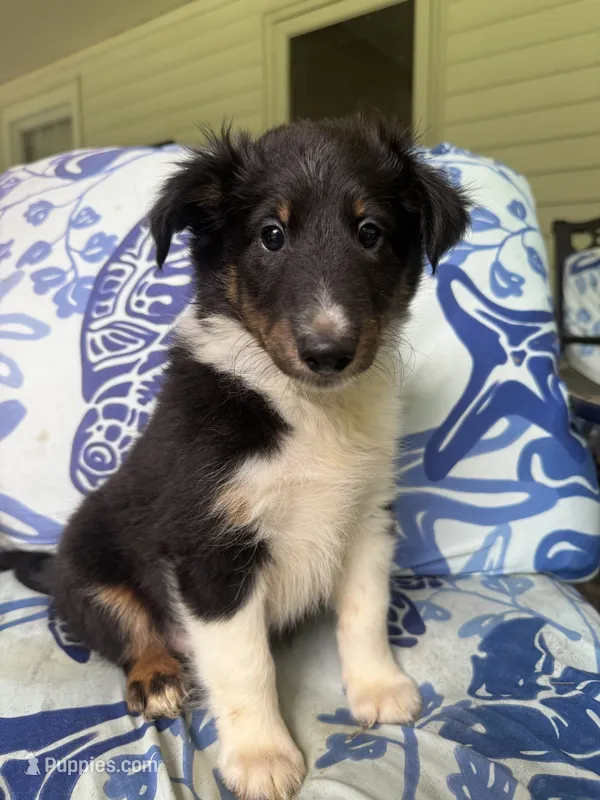 Tucker – Shetland Sheepdog puppy for sale in Lexington, NC