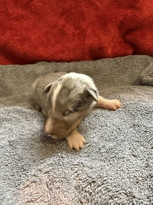 Cheeseburger – Shetland Sheepdog puppy for sale in Lexington, NC