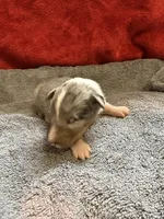 Cheeseburger, a male Shetland Sheepdog for sale in Lexington, NC – 1 of 2