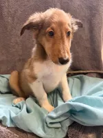 Meatball, a male Shetland Sheepdog for sale in Lexington, NC – 3 of 3