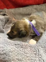 Lily, a female Shetland Sheepdog for sale in Lexington, NC – 1 of 2