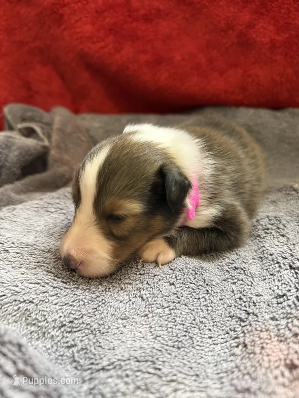 Brody – Shetland Sheepdog puppy for sale in Lexington, NC
