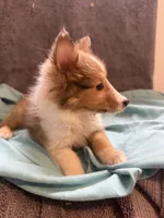 Todd, a male Shetland Sheepdog for sale in Lexington, NC – 3 of 3