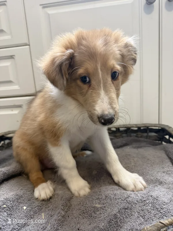 Stanley – Shetland Sheepdog puppy for sale in Lexington, NC