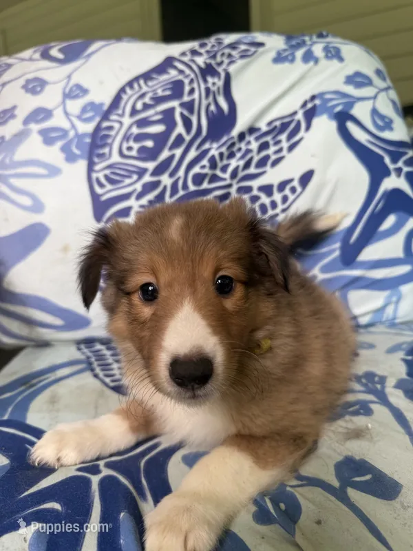 Tessa – Shetland Sheepdog puppy for sale in Lexington, NC