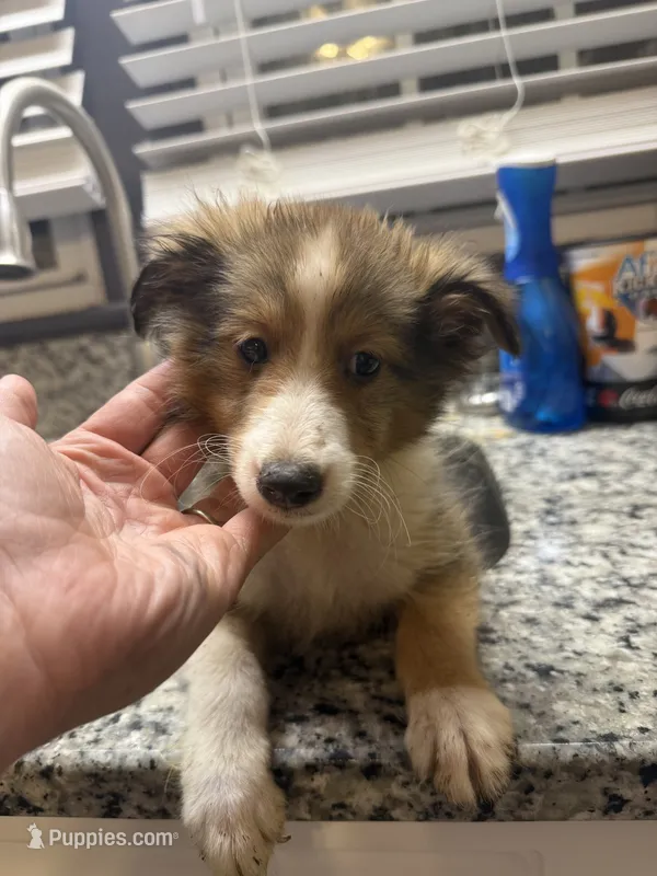 Brody – Shetland Sheepdog puppy for sale in Lexington, NC
