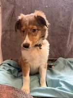Phoebe, a female Shetland Sheepdog for sale in Lexington, NC – 2 of 3