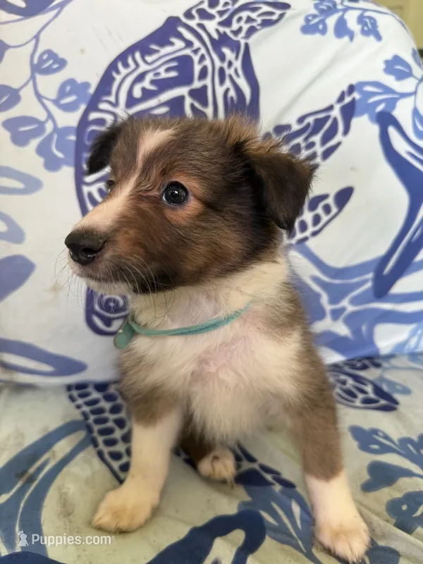 Bailey – Shetland Sheepdog puppy for sale in Lexington, NC