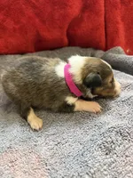 Brody, a male Shetland Sheepdog for sale in Lexington, NC – 3 of 3