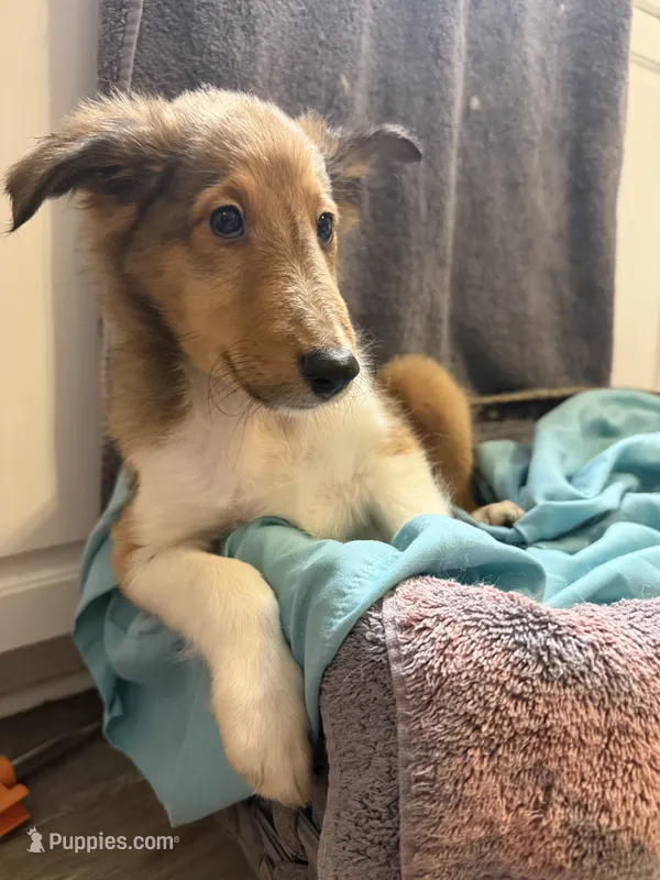 Meatball – Shetland Sheepdog puppy for sale in Lexington, NC