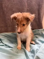 Stanley, a male Shetland Sheepdog for sale in Lexington, NC – 2 of 3