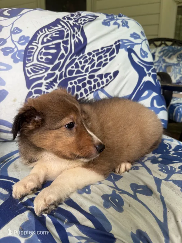 Phoebe – Shetland Sheepdog puppy for sale in Lexington, NC