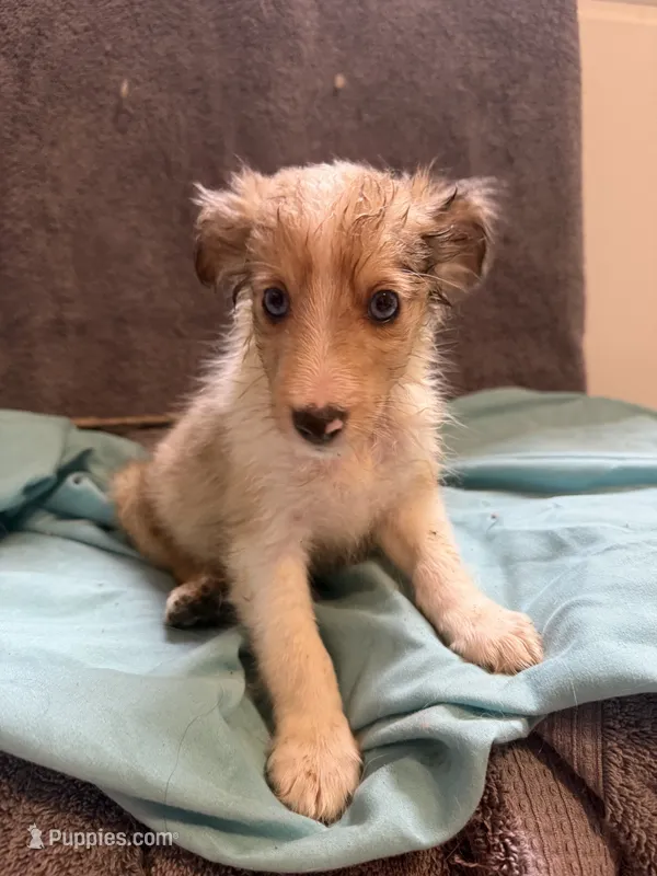 Jerry – Shetland Sheepdog puppy for sale in Lexington, NC