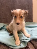 Jerry, a male Shetland Sheepdog for sale in Lexington, NC – 1 of 2