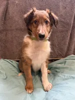 Peaches, a female Shetland Sheepdog for sale in Lexington, NC – 2 of 3