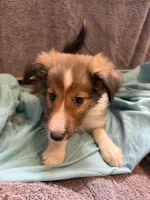Lily, a female Shetland Sheepdog for sale in Lexington, NC – 2 of 2