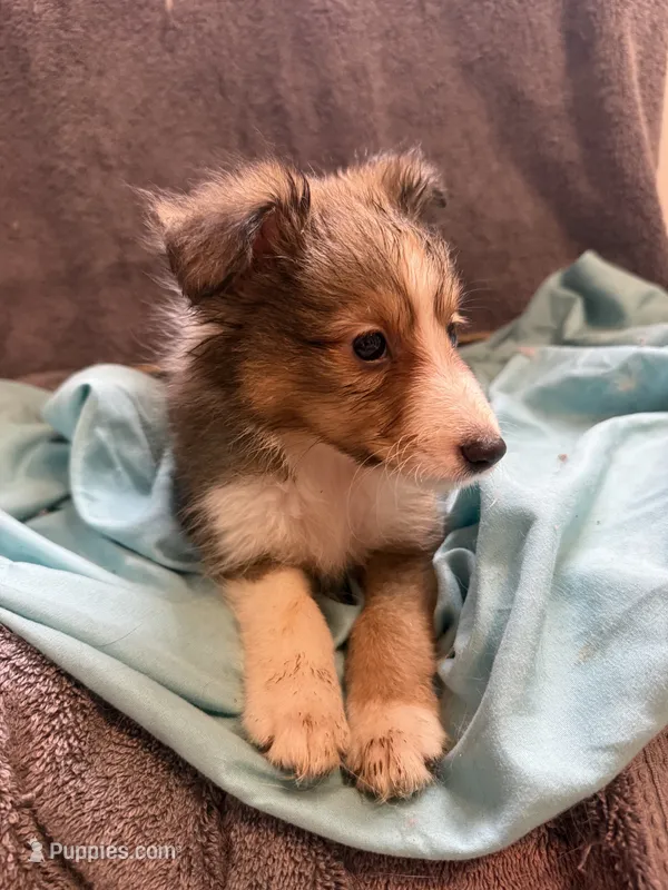 Brody – Shetland Sheepdog puppy for sale in Lexington, NC