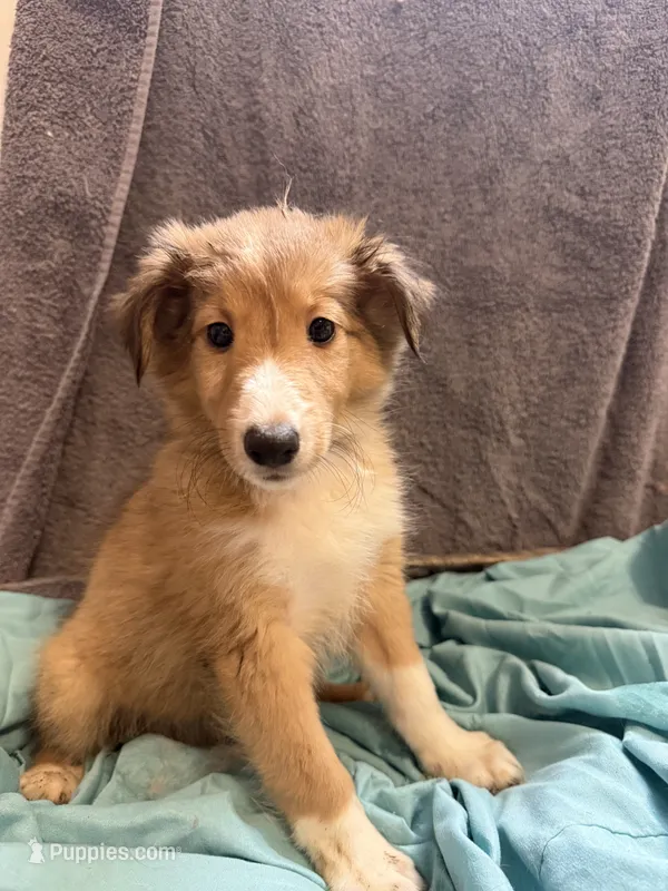 Tessa – Shetland Sheepdog puppy for sale in Lexington, NC