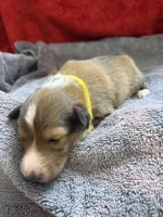 Tessa, a female Shetland Sheepdog for sale in Lexington, NC – 2 of 2