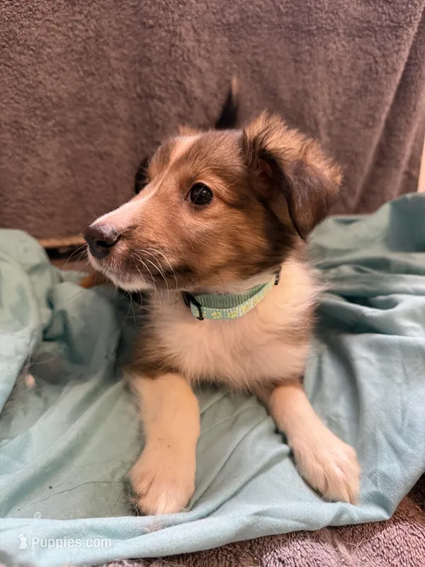 Lily – Shetland Sheepdog puppy for sale in Lexington, NC